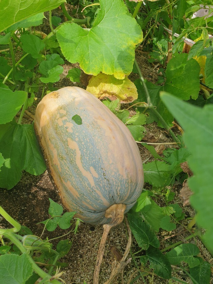 옥상정원 사진(2020.08.29)